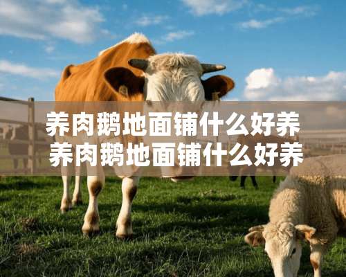 养肉鹅地面铺什么好养 养肉鹅地面铺什么好养活