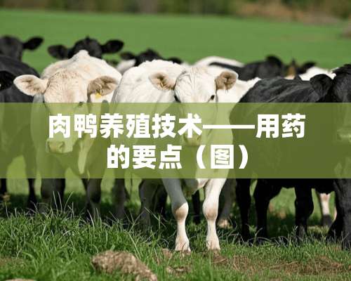 肉鸭养殖技术——用药的要点（图）