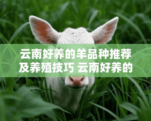 云南好养的羊品种推荐及养殖技巧 云南好养的羊有哪些羊