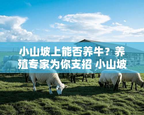 小山坡上能否养牛？养殖专家为你支招 小山坡上可以养牛吗