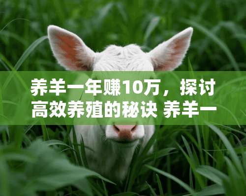 养羊一年赚10万，探讨高效养殖的秘诀 养羊一年赚10万正常吗视频