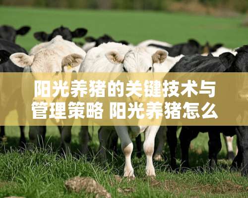 阳光养猪的关键技术与管理策略 阳光养猪怎么任务