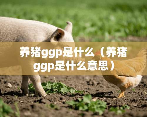 养猪ggp是什么（养猪ggp是什么意思）