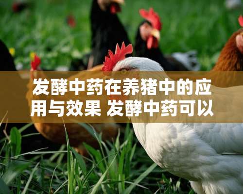 发酵中药在养猪中的应用与效果 发酵中药可以养猪吗