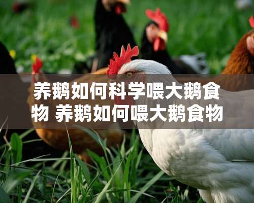 养鹅如何科学喂大鹅食物 养鹅如何喂大鹅食物呢