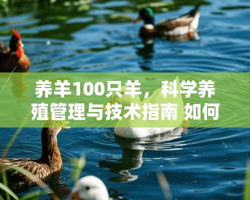 养羊100只羊，科学养殖管理与技术指南 如何做到养羊100只羊