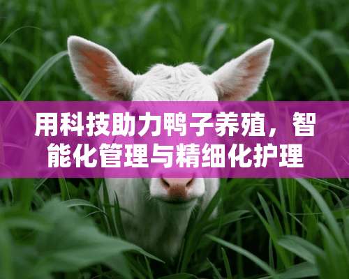 用科技助力鸭子养殖，智能化管理与精细化护理 用机器怎么养鸭