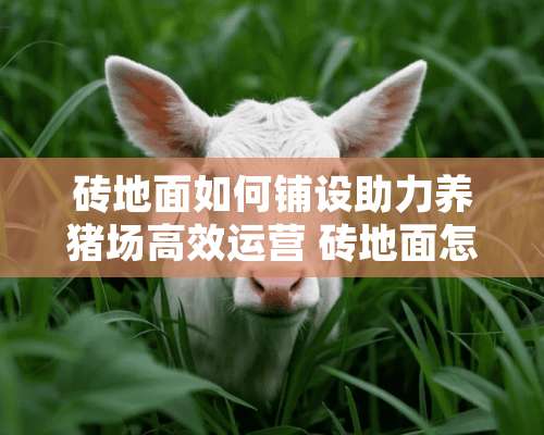 砖地面如何铺设助力养猪场高效运营 砖地面怎么铺养猪的