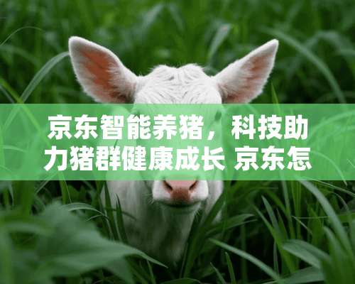 京东智能养猪，科技助力猪群健康成长 京东怎么智能养猪