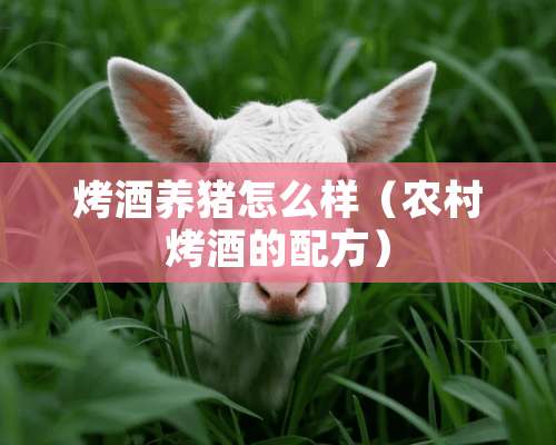 烤酒养猪怎么样（农村烤酒的配方）