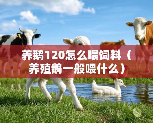 养鹅120怎么喂饲料（养殖鹅一般喂什么）