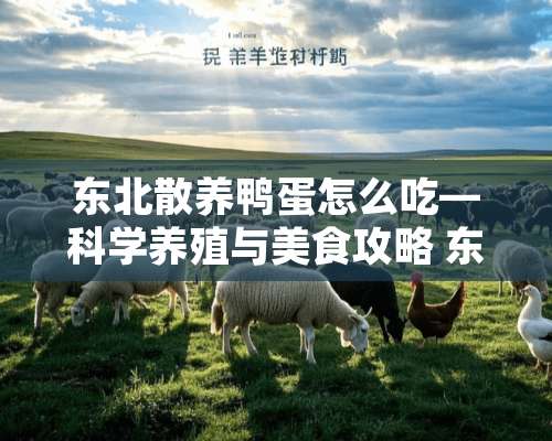 东北散养鸭蛋怎么吃—科学养殖与美食攻略 东北散养鸭蛋怎么吃最好