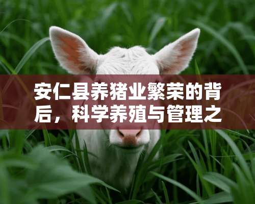 安仁县养猪业繁荣的背后，科学养殖与管理之道 安仁哪里养猪多