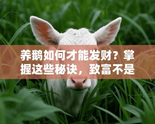 养鹅如何才能发财？掌握这些秘诀，致富不是梦！养鹅怎么才能发财呢