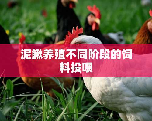 泥鳅养殖不同阶段的饲料投喂