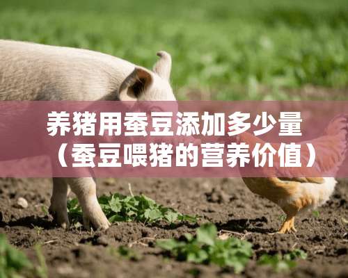 养猪用蚕豆添加多少量（蚕豆喂猪的营养价值）