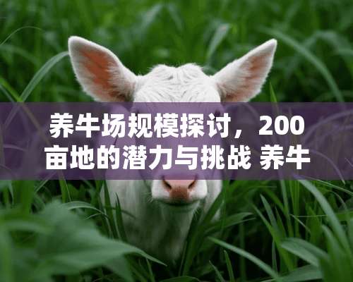 养牛场规模探讨，200亩地的潜力与挑战 养牛场多少钱