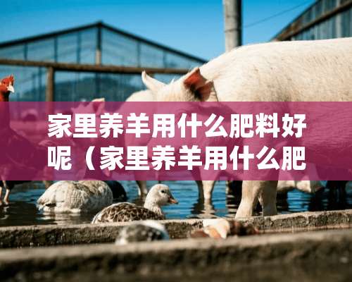 家里养羊用什么肥料好呢（家里养羊用什么肥料好呢图片）