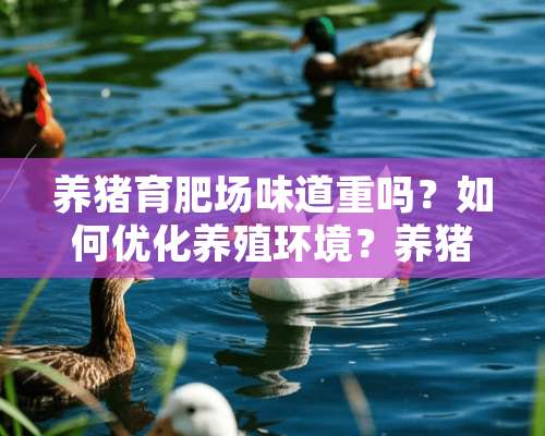 养猪育肥场味道重吗？如何优化养殖环境？养猪育肥场味道重吗为什么