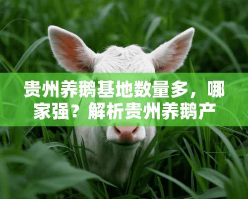 贵州养鹅基地数量多，哪家强？解析贵州养鹅产业现状 贵州养鹅基地哪里最多啊