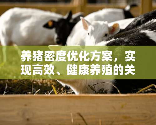 养猪密度优化方案，实现高效、健康养殖的关键 饲养猪多少密度