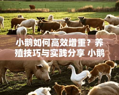 小鹅如何高效增重？养殖技巧与实践分享 小鹅怎么养才能长肉