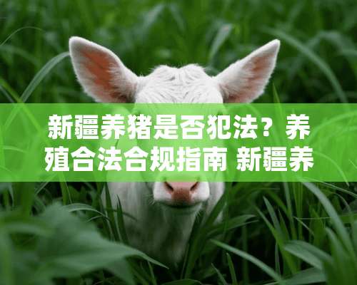 新疆养猪是否犯法？养殖合法合规指南 新疆养猪是什么罪