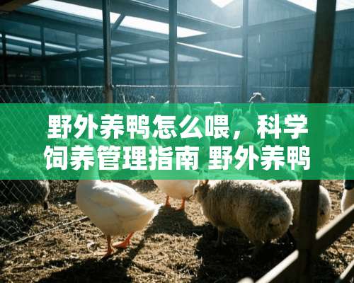 野外养鸭怎么喂，科学饲养管理指南 野外养鸭怎么喂食