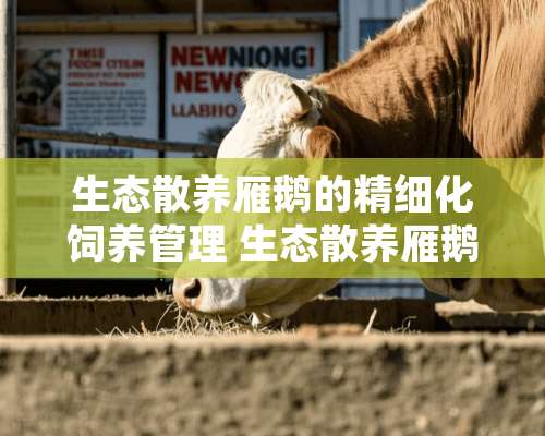 生态散养雁鹅的精细化饲养管理 生态散养雁鹅怎么养的