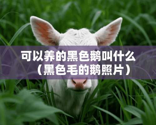 可以养的黑色鹅叫什么（黑色毛的鹅照片）