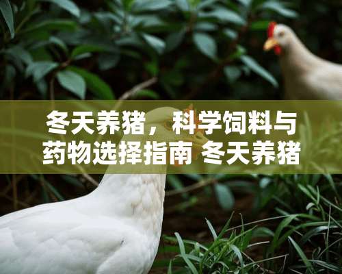 冬天养猪，科学饲料与药物选择指南 冬天养猪喂什么药好用