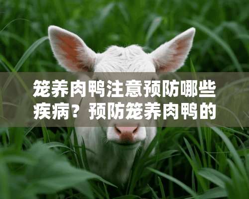 笼养肉鸭注意预防哪些疾病？预防笼养肉鸭的疾病介绍