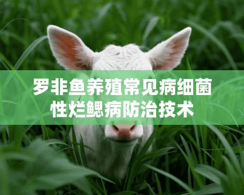 罗非鱼养殖常见病细菌性烂鳃病防治技术