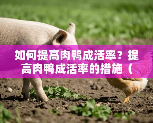 如何提高肉鸭成活率？提高肉鸭成活率的措施（图）