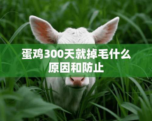 蛋鸡300天就掉毛什么原因和防止