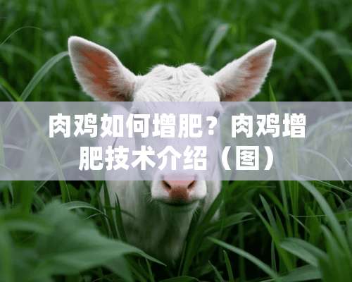 肉鸡如何增肥？肉鸡增肥技术介绍（图）