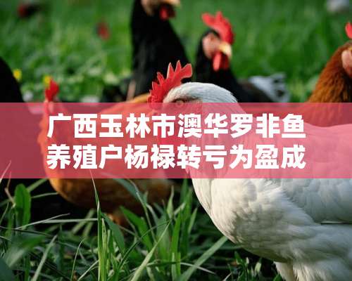 广西玉林市澳华罗非鱼养殖户杨禄转亏为盈成功纪实