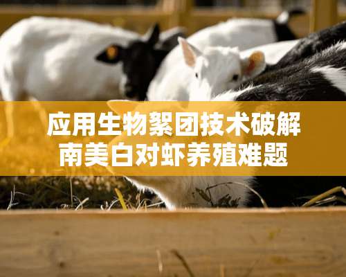 应用生物絮团技术破解南美白对虾养殖难题