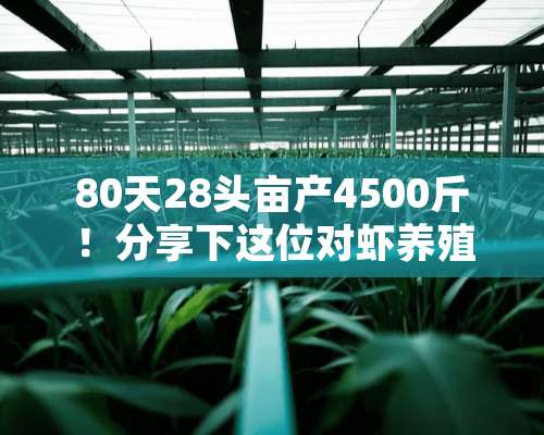 80天28头亩产4500斤！分享下这位对虾养殖户的闯关经验