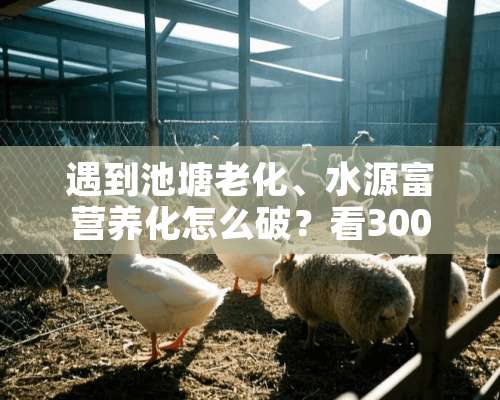 遇到池塘老化、水源富营养化怎么破？看300亩养虾基地实战全记录