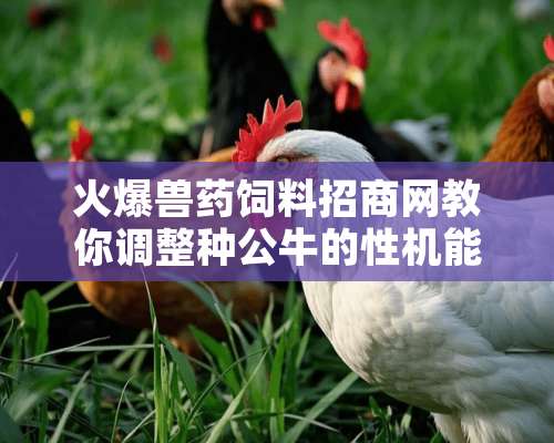 火爆兽药饲料招商网教你调整种公牛的性机能