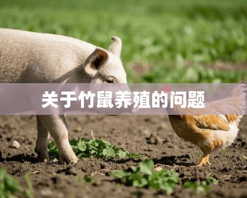 关于竹鼠养殖的问题