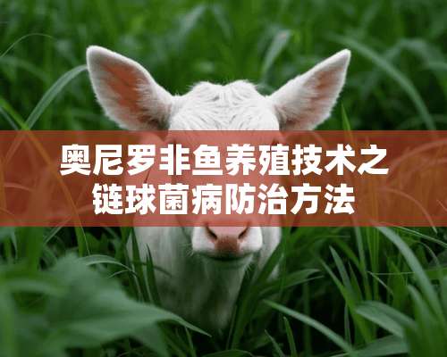 奥尼罗非鱼养殖技术之链球菌病防治方法