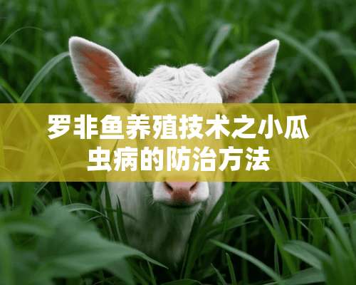 罗非鱼养殖技术之小瓜虫病的防治方法