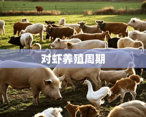 对虾养殖周期