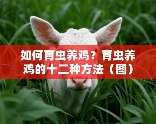 如何育虫养鸡？育虫养鸡的十二种方法（图）