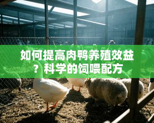 如何提高肉鸭养殖效益？科学的饲喂配方