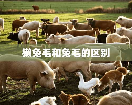 獭兔毛和兔毛的区别