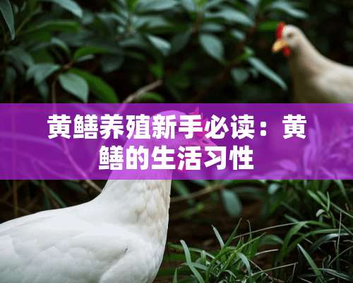 黄鳝养殖新手必读：黄鳝的生活习性