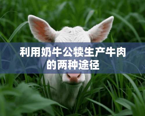 利用奶牛公犊生产牛肉的两种途径